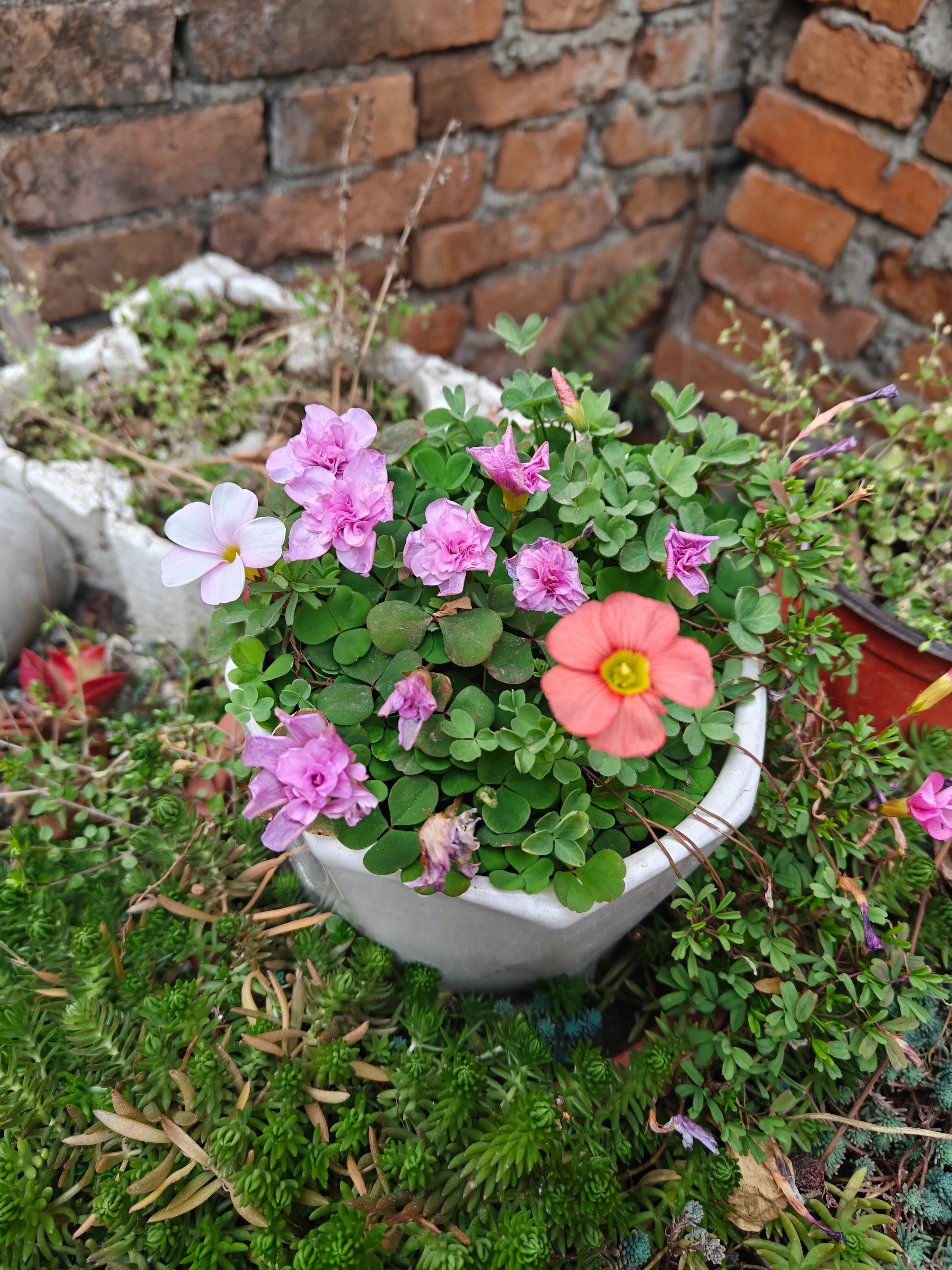 A Glimpse in Full Bloom