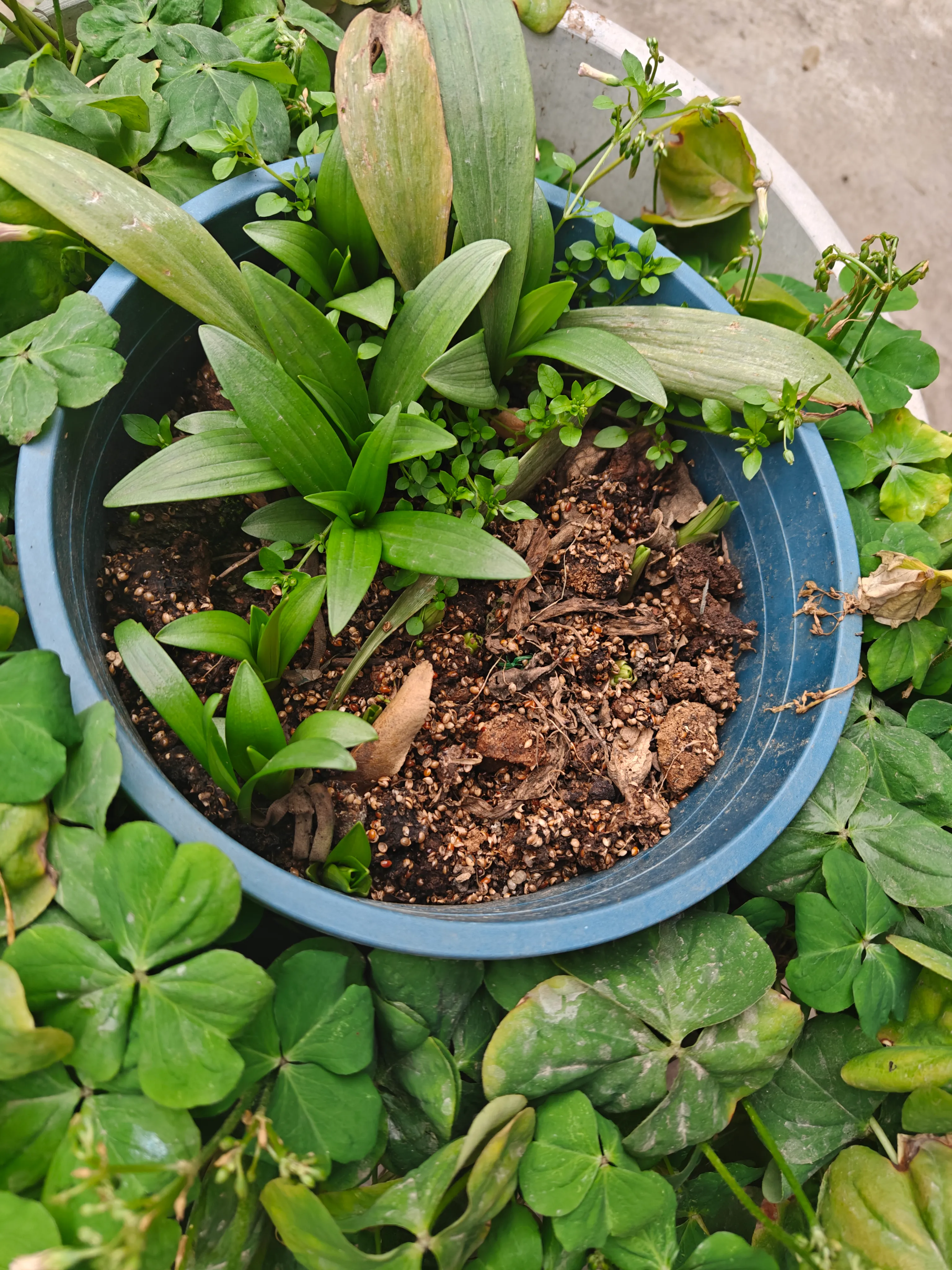 Joy of New Growth