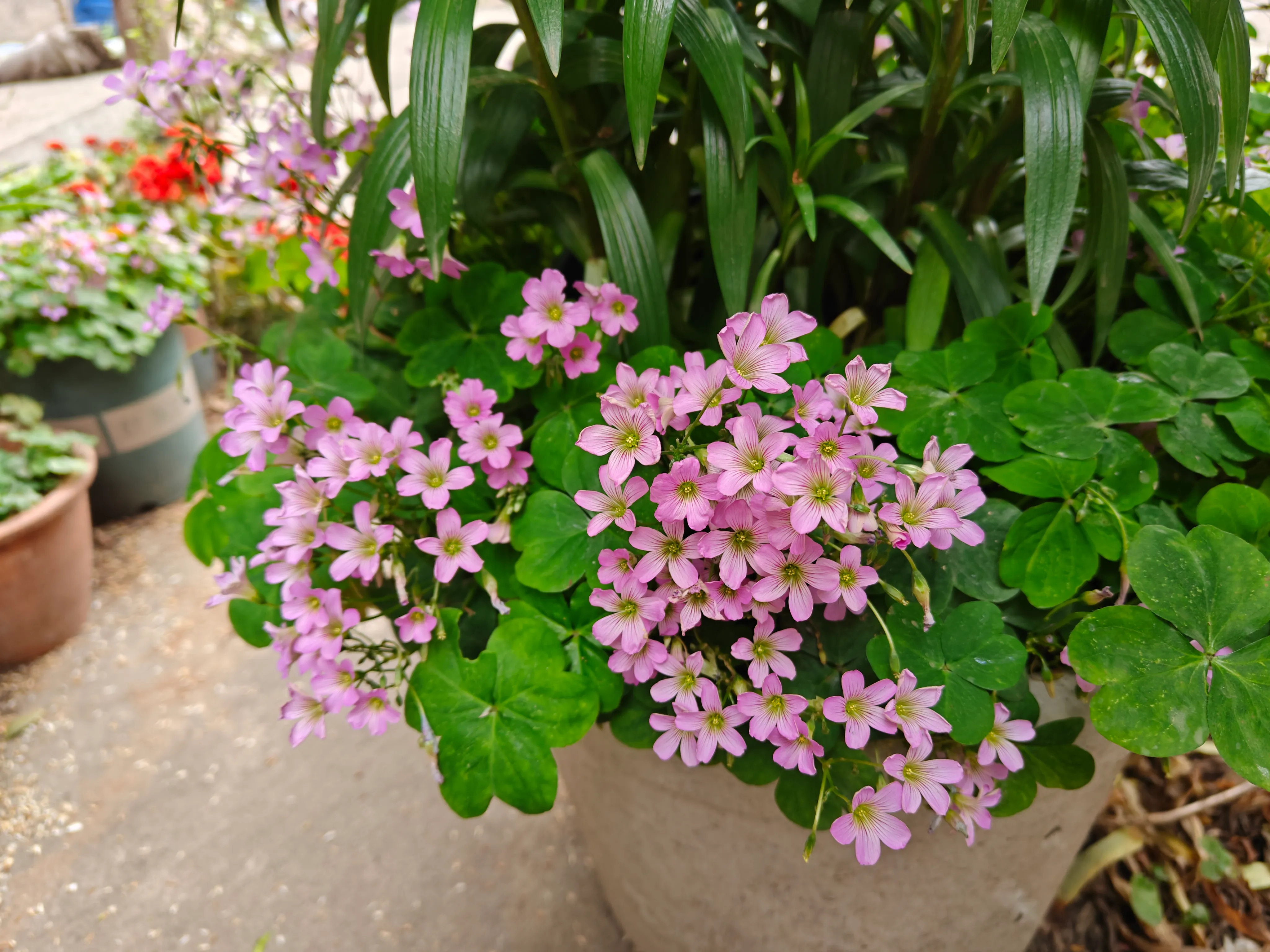 Bloom Without Hesitation